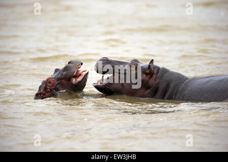 Hippopotame (Hippopotamus amphibius capensis) deux jeunes, playfighting dans l'eau, Saint Lucia Estuary, (zone humide d'iSimangaliso Wetland Park de Sainte-Lucie), KwaZulu-Natal, Afrique du Sud, Novembre Banque D'Images