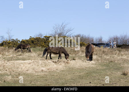 Groupe de poneys Exmoor surveillé par des gens, Exmoor N.P., Somerset, Angleterre Banque D'Images