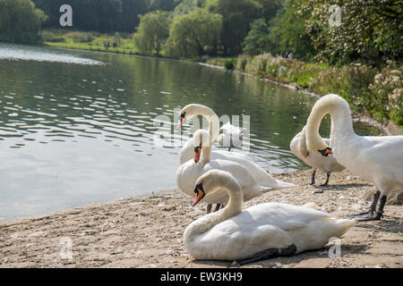 Au bord du lac des cygnes au lissage eux-mêmes dans le chaud soleil de l'été Banque D'Images