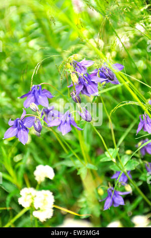 Un gros plan de petites fleurs violettes à Grassy meadow Banque D'Images