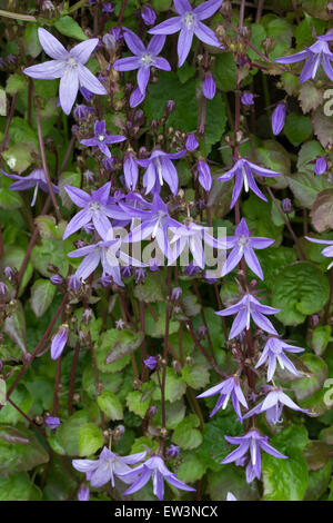 Au début de l'été fleurs de la campanule, Campanula poscharskyana Banque D'Images