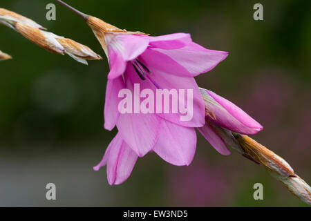 Fleur rose de la tige arquée de Tigridia pulcherrimum, la canne à pêche de l'ange Banque D'Images