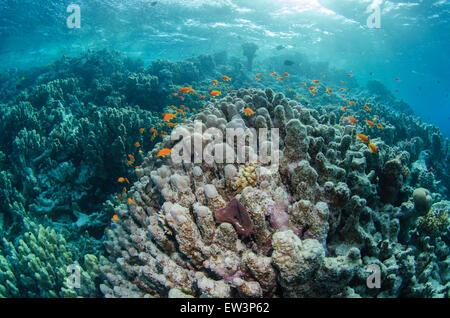 De Goldie mer piscine sur un récif dans la mer Rouge, en Egypte. Banque D'Images