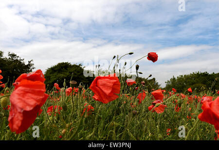 Brighton, UK. 17 Juin, 2015. Coquelicots doucement dans la brise d'été dans un champ sur la route de Falmer, juste au nord de Brighton à Sussex Crédit : Simon Dack/Alamy Live News Banque D'Images