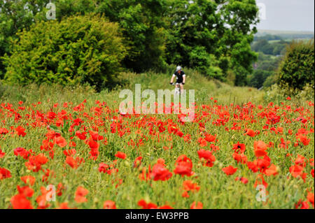 Brighton, UK. 17 Juin, 2015. Un cycliste passe par une mer de coquelicots rouges en pleine floraison dans un champ sur la route de Falmer, juste au nord de Brighton à Sussex Banque D'Images