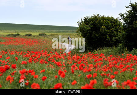 Brighton, UK. 17 Juin, 2015. Un cycliste passe par une mer de coquelicots rouges en pleine floraison dans un champ sur la route de Falmer, juste au nord de Brighton à Sussex Banque D'Images