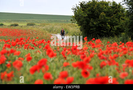 Brighton, UK. 17 Juin, 2015. Un cycliste passe par une mer de coquelicots rouges en pleine floraison dans un champ sur la route de Falmer, juste au nord de Brighton à Sussex Banque D'Images