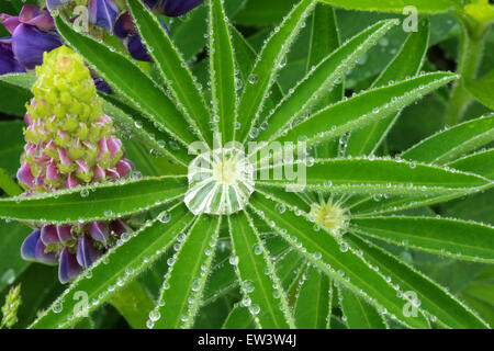 Gouttes de rosée sur les feuilles vertes. Lupin les fleurs et les feuilles. L'arrière-plan. Banque D'Images