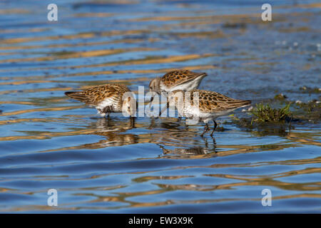 Le Bécasseau variable (Calidris alpina) troupeau de nourriture dans les eaux peu profondes du marais salant Banque D'Images