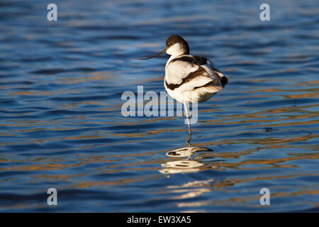 Avocette élégante (Recurvirostra avosetta) reposant sur une jambe dans l'eau peu profonde dans des milieux humides Banque D'Images