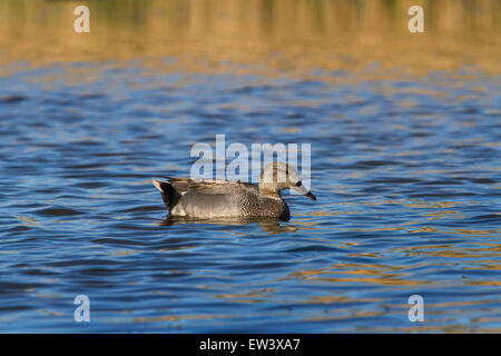 Le Canard chipeau (Anas strepera strepera) mâle / Mareca nager dans le lac Banque D'Images