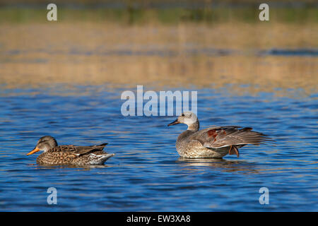 Le Canard chipeau (Anas strepera strepera) / Mareca natation masculine et féminine dans le lac Banque D'Images