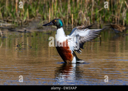 / Canard souchet le Canard souchet (Anas clypeata), mâle, les ailes battantes, dans le lac Banque D'Images