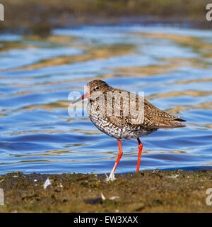 Chevalier gambette (Tringa totanus) se nourrissent dans les zones humides Banque D'Images