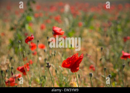 Domaine de des coquelicots sauvages de Tournissan, Languedoc-Roussillon, France. Rouge Coquelicot domaines tels que cette titulaire d'un symbolisme du souvenir des soldats qui sont morts pendant la guerre. Banque D'Images