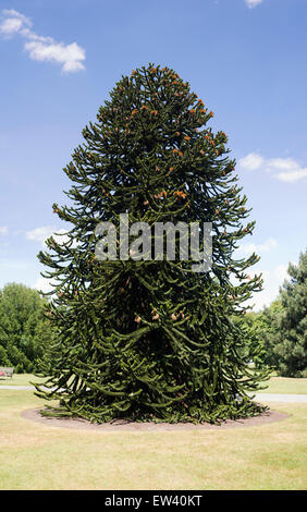 Araucaria araucana. Arbre généalogique monkey puzzle à Kew Gardens. Londres, Angleterre Banque D'Images