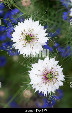 Nigella damascena, Perse Jewel Series . 'L'amour dans un brouillard' Fleur Banque D'Images