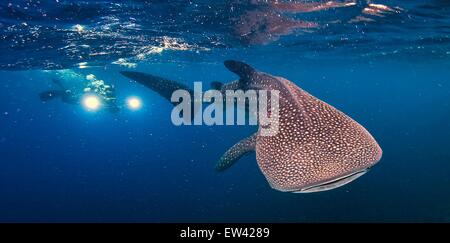 Des plongées à l'homme un whaleshark, Rhincodon typus Banque D'Images