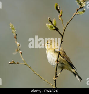 Portrait de l'Eurasian reed warbler Acrocephalus scirpaceus, adulte, perché sur une branche. Banque D'Images