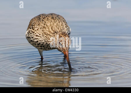 Portrait de horizontales, Chevalier arlequin Tringa totanus, d'alimentation en eau peu profonde dans la zone humide. Banque D'Images