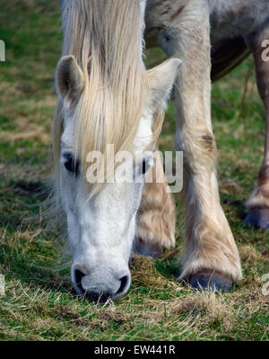 Highland poney hongre le pâturage. Lanark, en Ecosse, Royaume-Uni, Europe. Banque D'Images