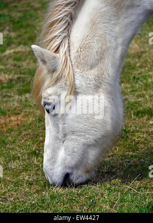 Highland poney hongre le pâturage. Lanark, en Ecosse, Royaume-Uni, Europe. Banque D'Images