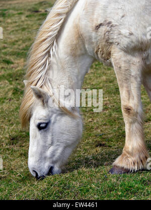 Highland poney hongre le pâturage. Lanark, en Ecosse, Royaume-Uni, Europe. Banque D'Images