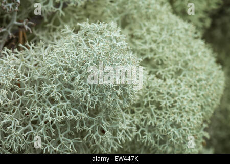 Macro close-up de monticules de Star-tipped lichen des rennes (Cladina stellaris) (ou du Nord ou de lichen des rennes Rennes Star Maritime Banque D'Images