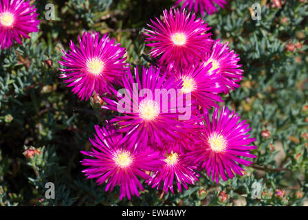 Lampranthus spectabilis, les éternels Livingstone Daisy Banque D'Images