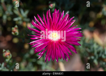 Lampranthus spectabilis, les éternels Livingstone Daisy Banque D'Images