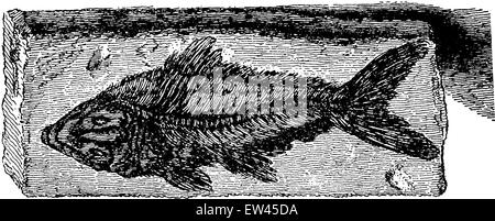 Collections de fossiles, vintage engraved illustration. Terre avant l'homme - 1886. Illustration de Vecteur