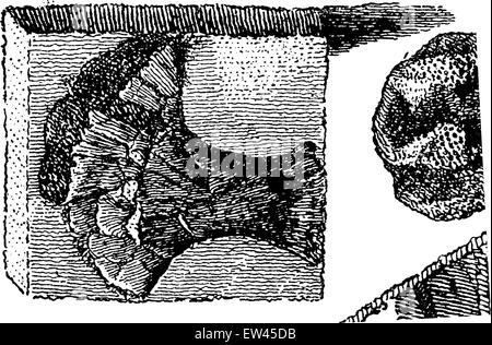 Collections de fossiles, vintage engraved illustration. Terre avant l'homme - 1886. Illustration de Vecteur