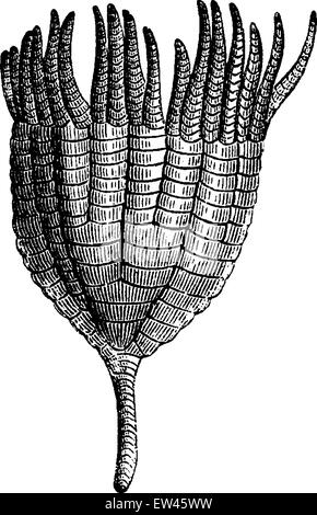 Les Crinoïdes, Ichthyocrnus laevis dans les bras ouverts, vintage engraved illustration. Terre avant l'homme - 1886. Illustration de Vecteur