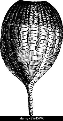 Les Crinoïdes, Ichthyocrnus laevis dans les bras, fermé, vintage engraved illustration. Terre avant l'homme - 1886. Illustration de Vecteur