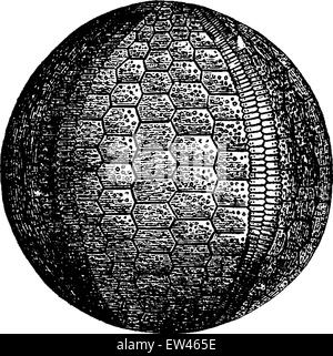 Les oursins et les crinoïdes de l'ère carbonifère, vintage engraved illustration. Terre avant l'homme - 1886. Illustration de Vecteur