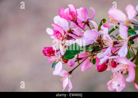 Fleurs de printemps sur un pommetier, Malus. New York, USA. Banque D'Images