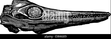 Combustibles fossiles ichthyosaure, tête vintage engraved illustration. Terre avant l'homme - 1886. Illustration de Vecteur