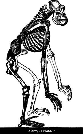 Squelette de gorille, vintage engraved illustration. Terre avant l'homme - 1886. Illustration de Vecteur