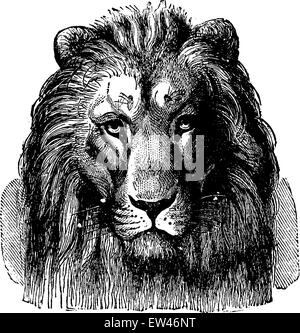 Tête de lion de Sennar, vue avant, vintage engraved illustration. Terre avant l'homme - 1886. Illustration de Vecteur