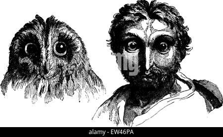 Owl, vintage engraved illustration. Terre avant l'homme - 1886. Illustration de Vecteur