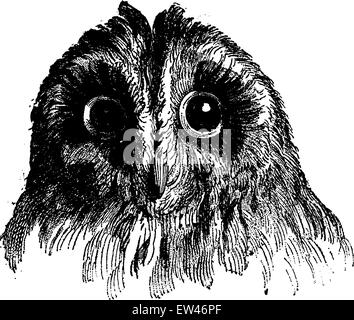 Owl, vintage engraved illustration. Terre avant l'homme - 1886. Illustration de Vecteur