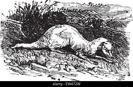 Ferret, vintage engraved illustration. Illustration de Vecteur