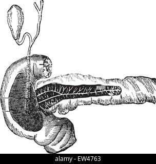 La sécrétion de la bile et le suc pancréatique, vintage engraved illustration. Illustration de Vecteur