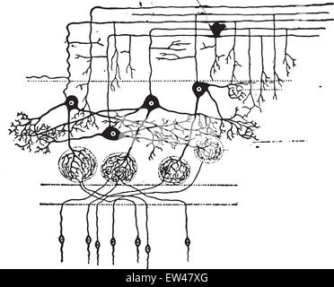 Un schéma montrant la façon dont les cellules nerveuses à prendre contact les uns avec les autres, vintage engraved illustration. Illustration de Vecteur