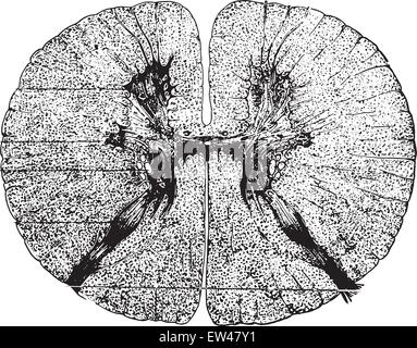 La Section de la moelle épinière, vintage engraved illustration. Illustration de Vecteur