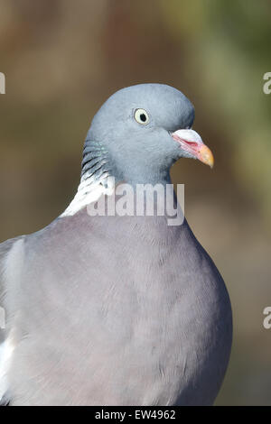 Bois commun pigeon (Columba palumbus) head shot, Gloucestershire, Angleterre, Royaume-Uni. Banque D'Images