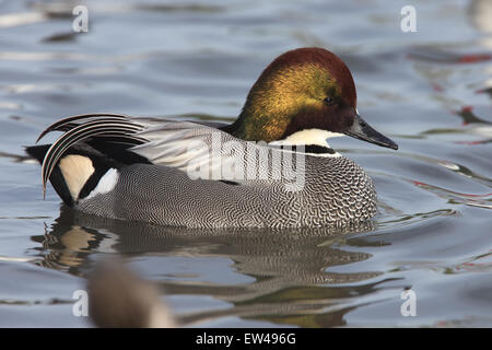 Falcated (Anas falcata) mâle adulte (drake) d'oiseaux en captivité, natation, Slimbridge Wetland Center (WWT), Gloucestershire, Englan Banque D'Images