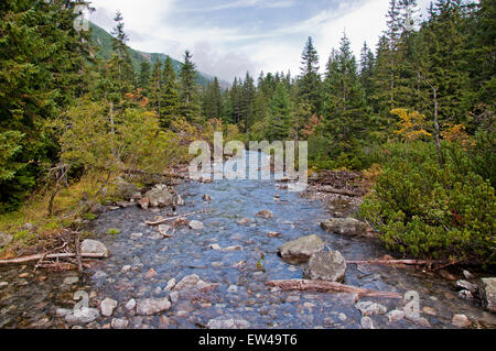 Rivière dans la forêt Banque D'Images