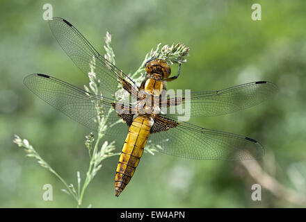 Libellule assis sur la tige de l'herbe sur un fond vert. Banque D'Images