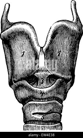 Le larynx, vintage engraved illustration. La vie dans la nature, 1890. Illustration de Vecteur